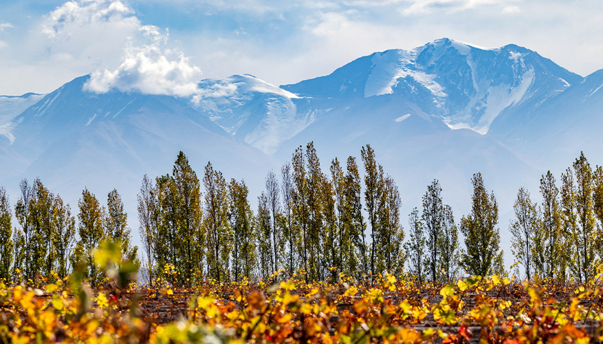 Autumn in Mendoza